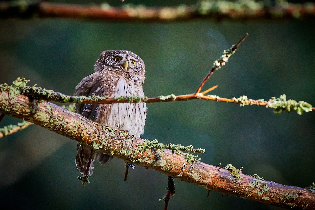 Eurasian Pygmy-Owl - Tomáš Grim