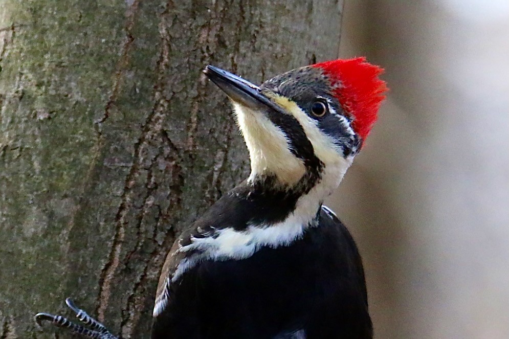 Pileated Woodpecker - ML536443961