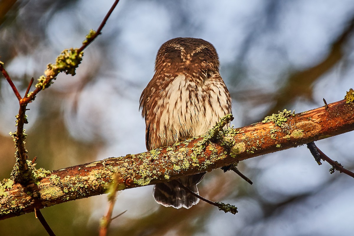 Eurasian Pygmy-Owl - Tomáš Grim