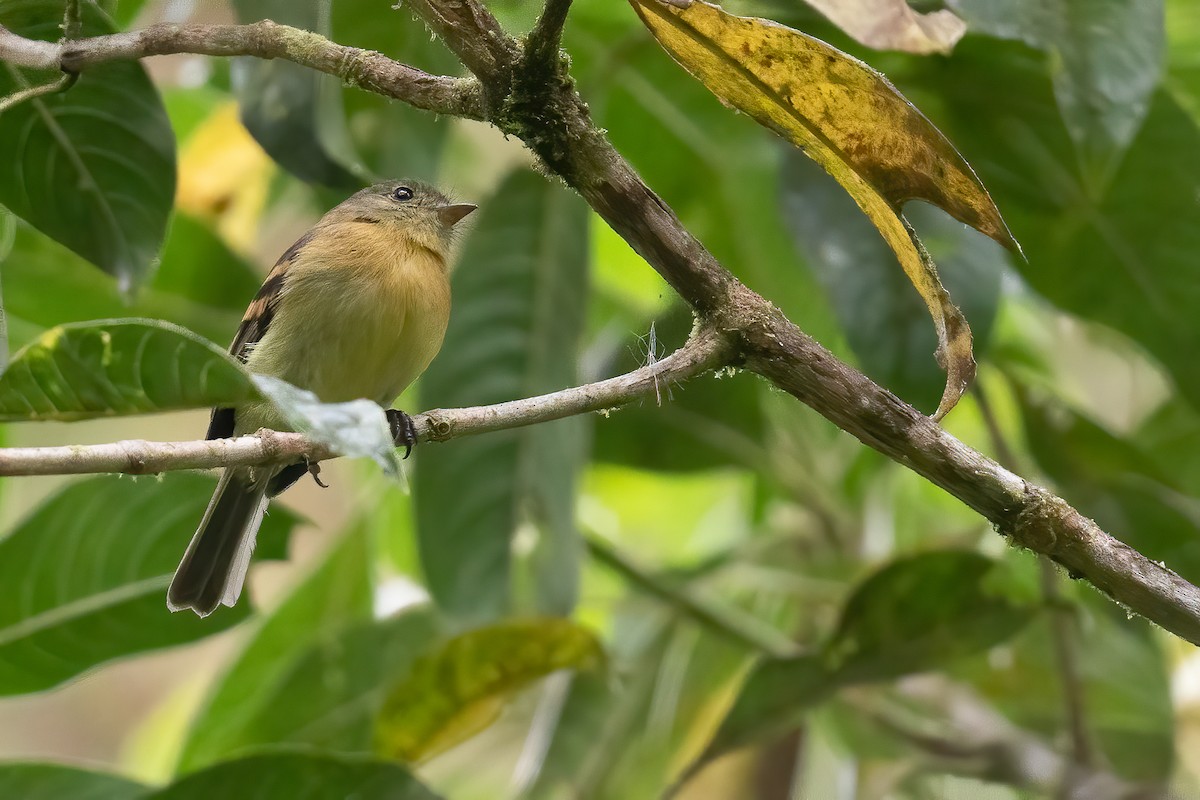 Handsome Flycatcher - ML536444811