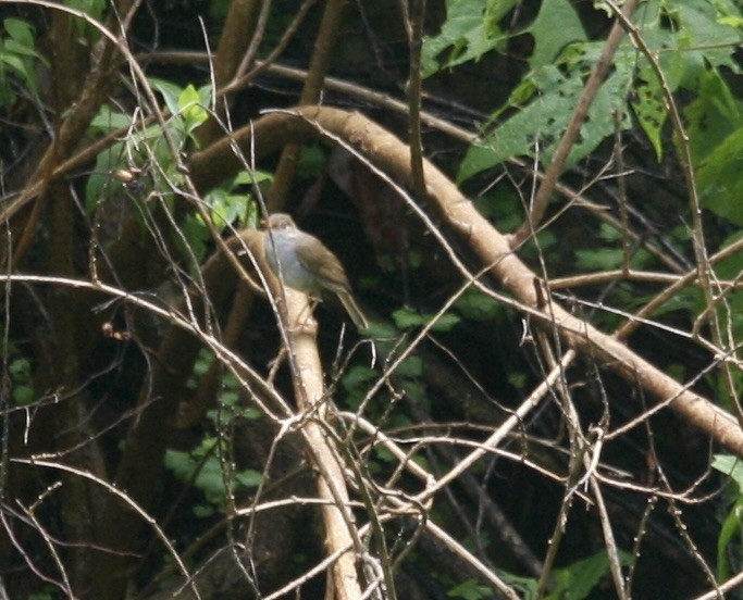 Orange-billed Nightingale-Thrush - ML536445241