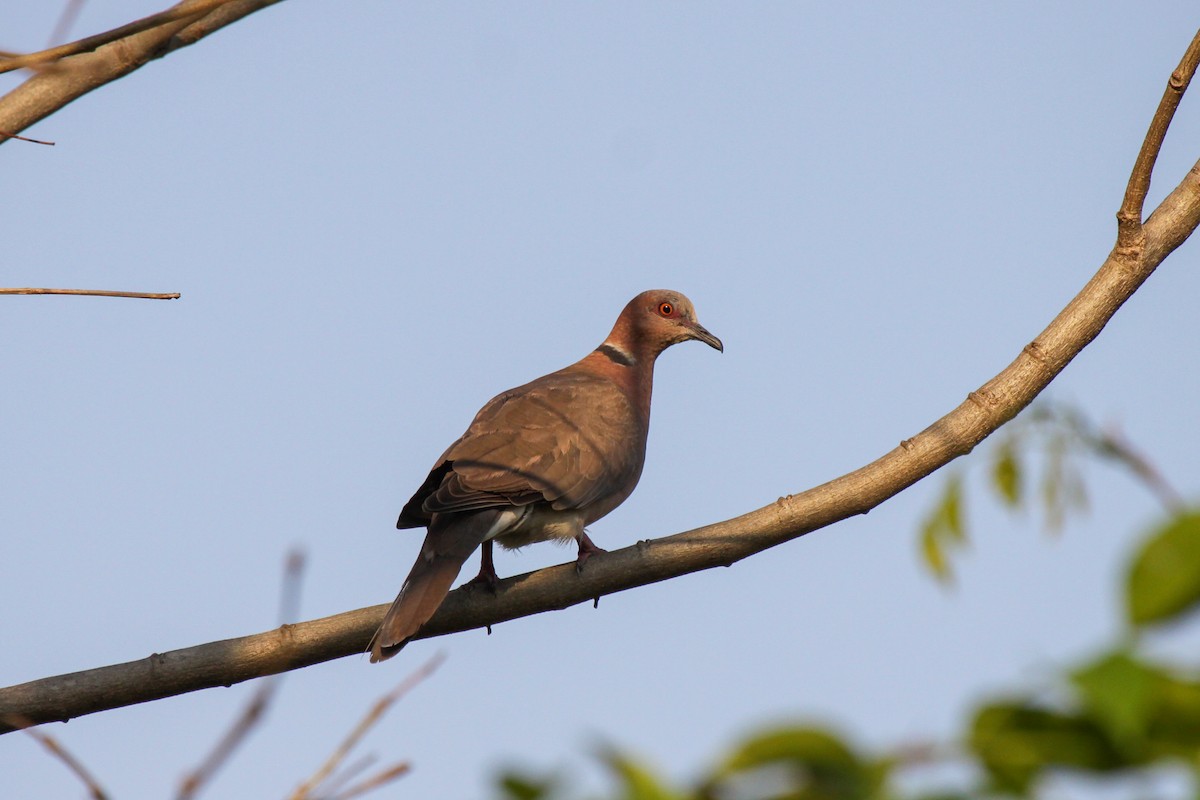 Sunda Collared-Dove - Tommy Pedersen