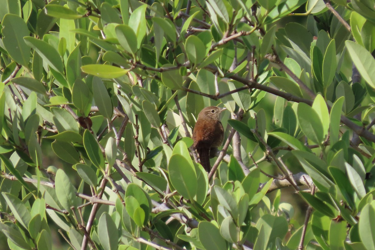Northern House Wren - ML536446821