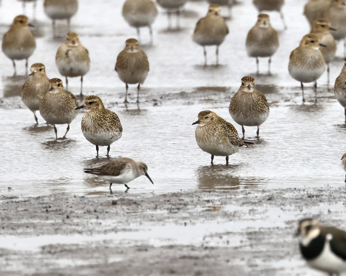 European Golden-Plover - ML536447011