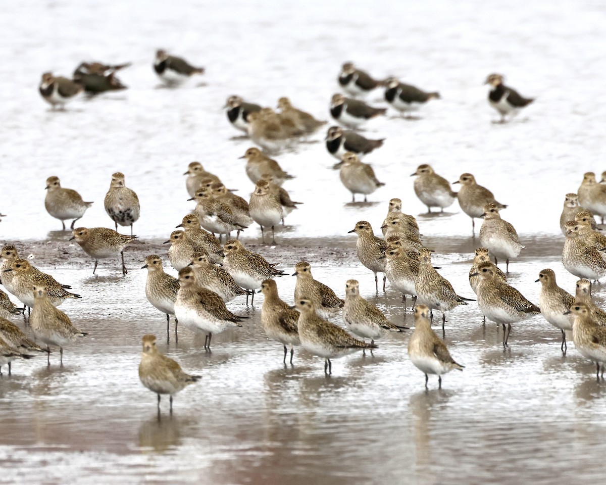 European Golden-Plover - ML536447021