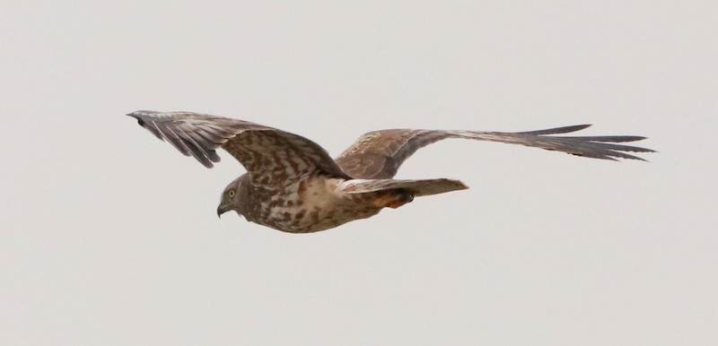 Pied Harrier - ML536447611