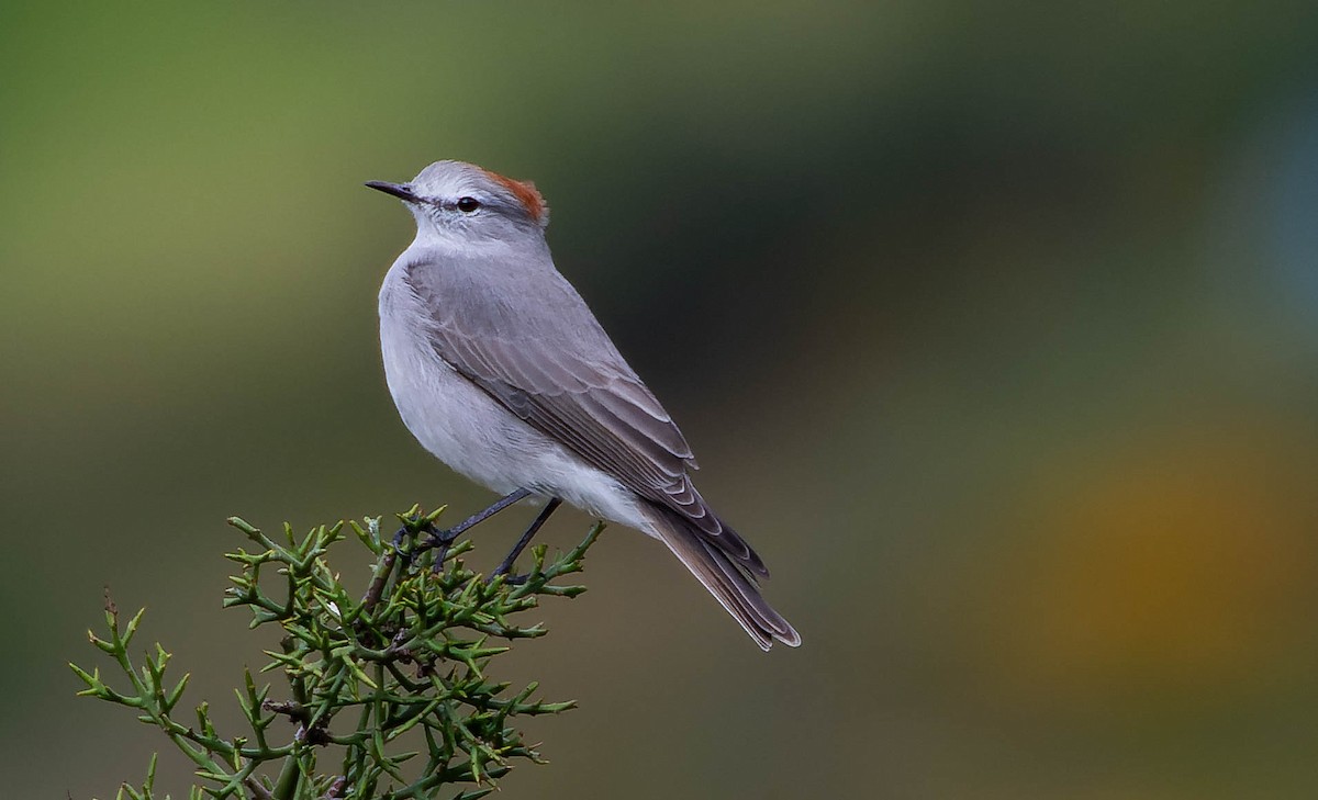 Rufous-naped Ground-Tyrant - ML536448211