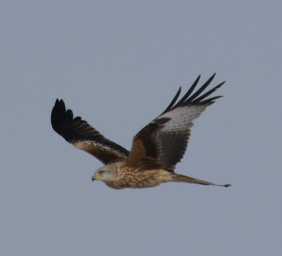 Red Kite - ML536448301
