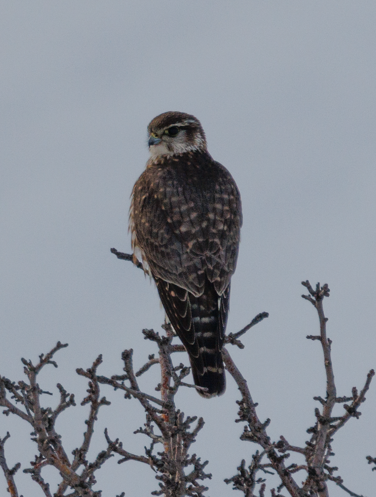 Merlin - ML536448361