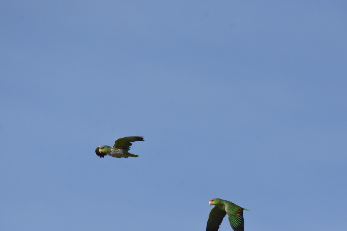 Lilac-crowned Parrot - ML536449061