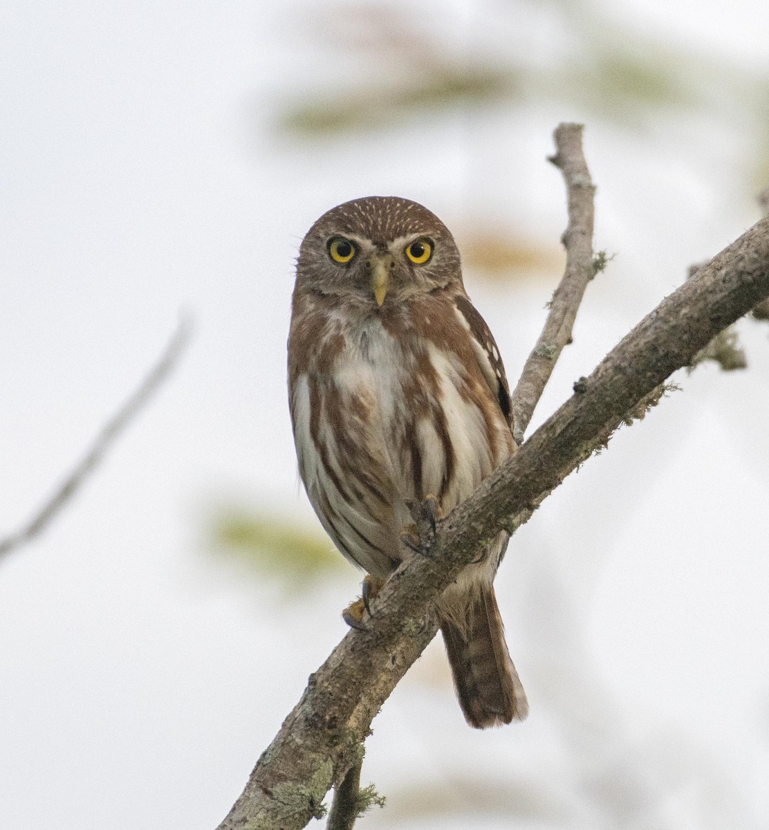 Ferruginous Pygmy-Owl - ML536449241