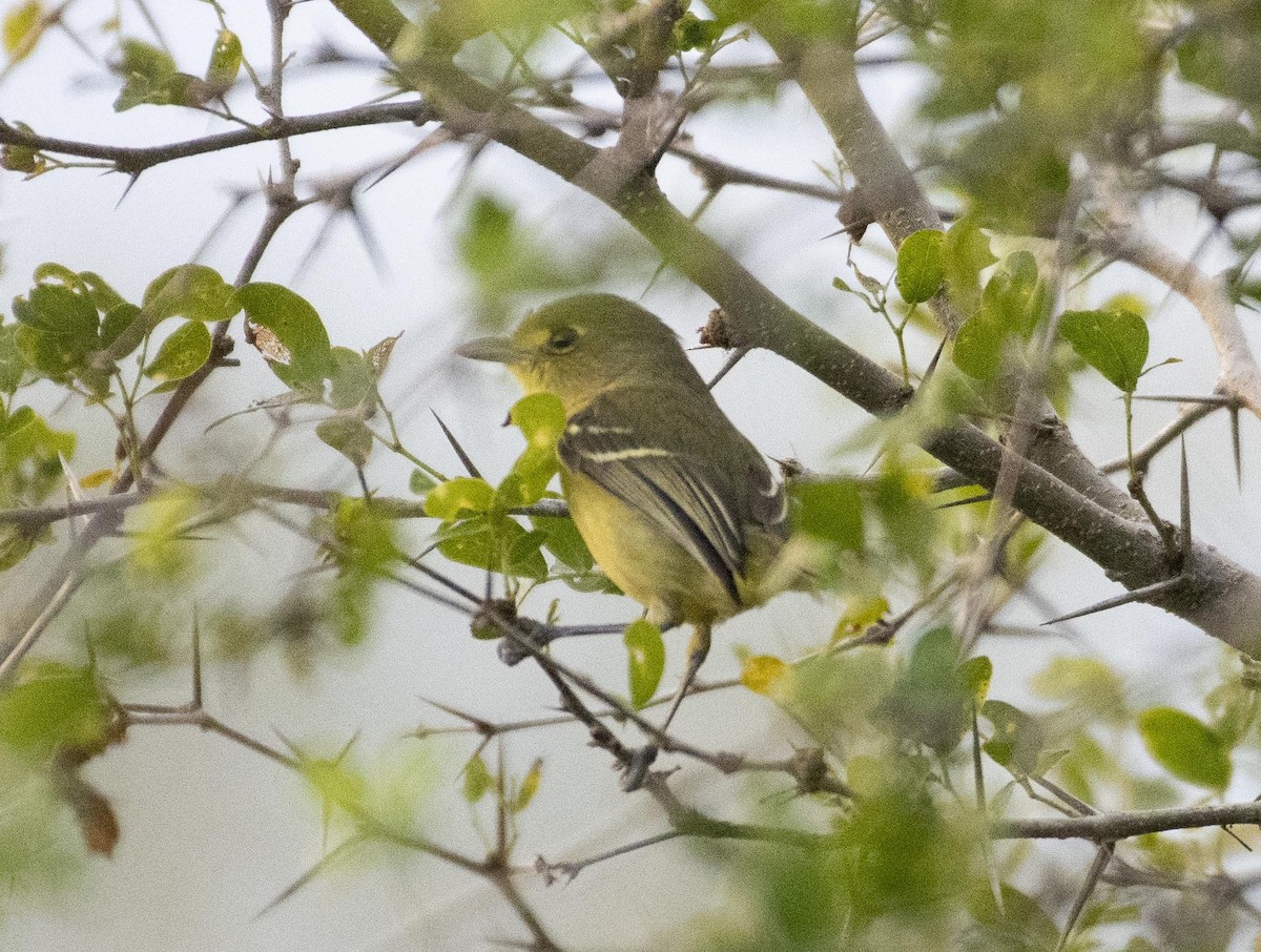 Mangrove Vireo - ML536449321