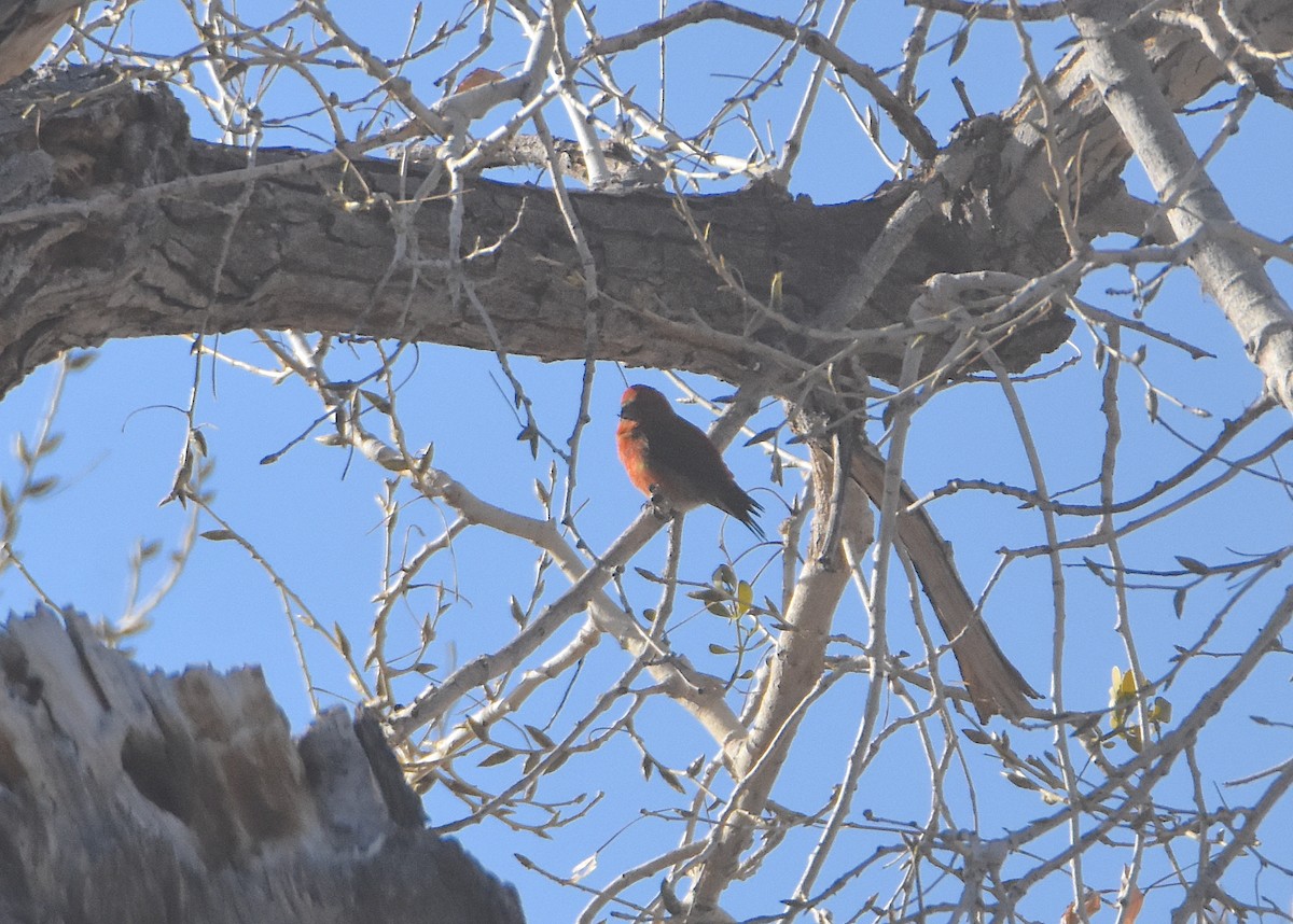 Red Crossbill - John Groves