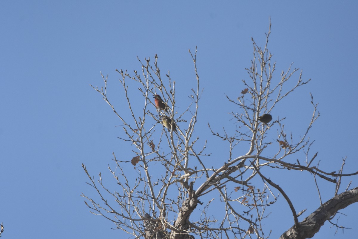 Red Crossbill - ML536449781