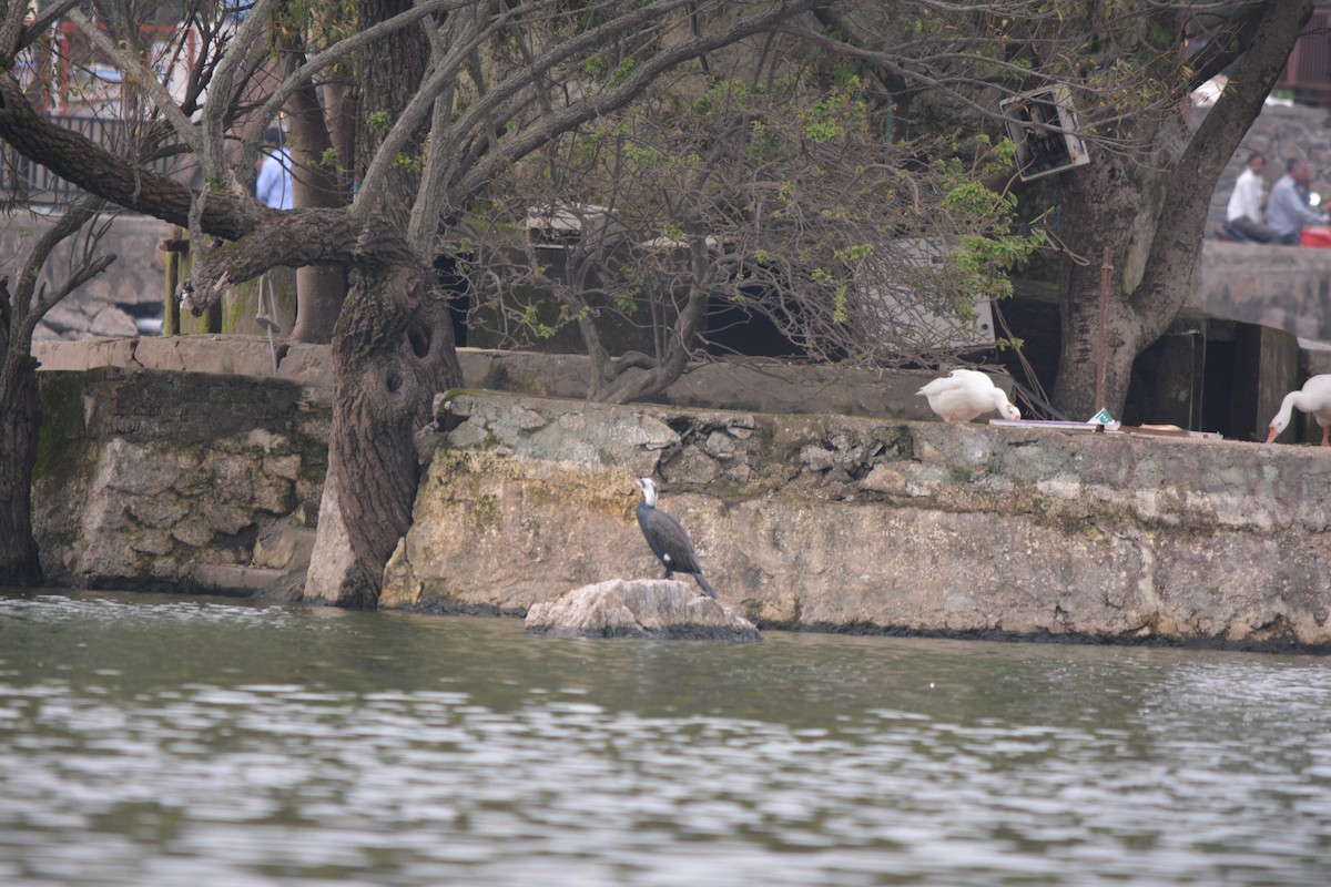Great Cormorant - ML536449911