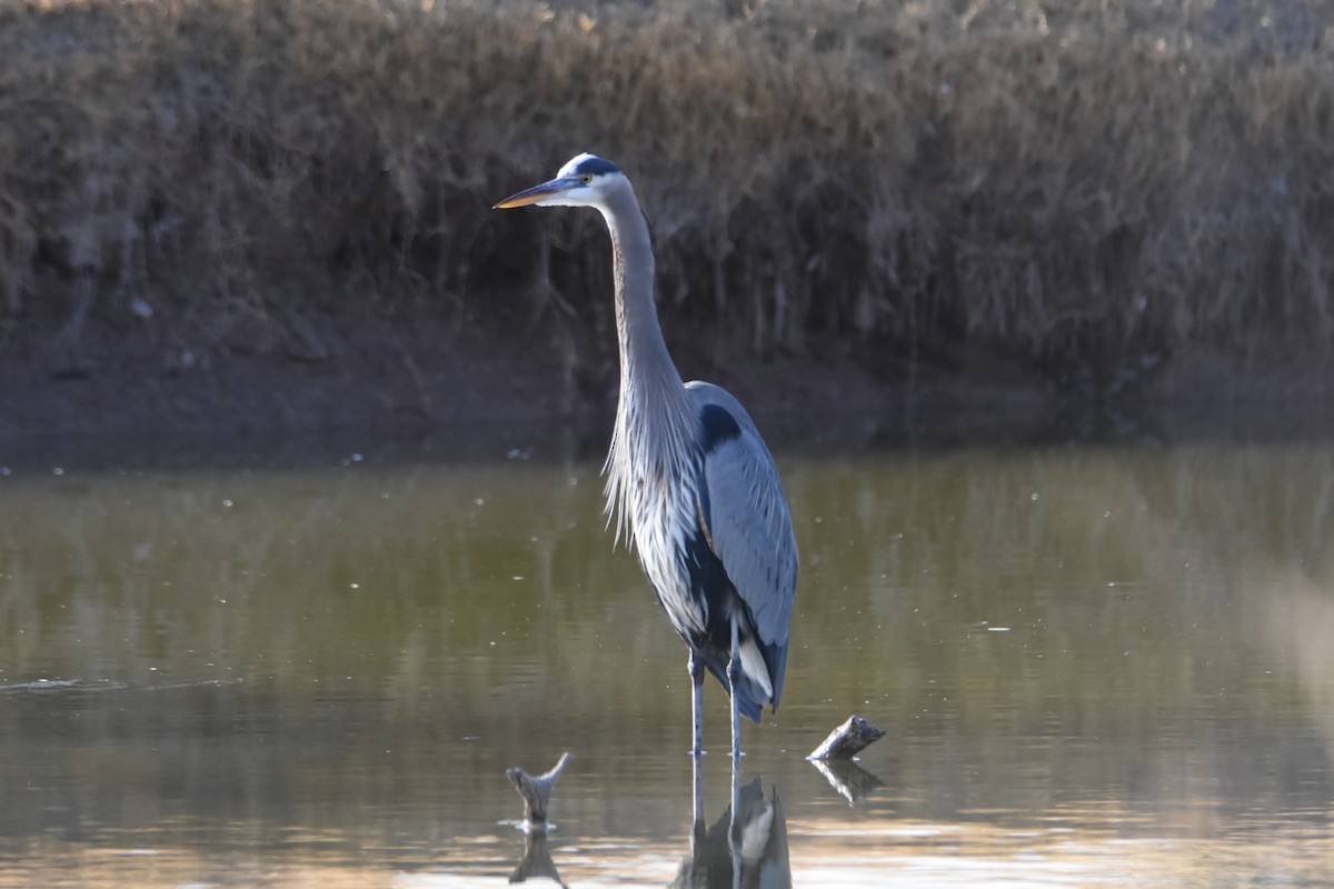 Great Blue Heron - ML536449991