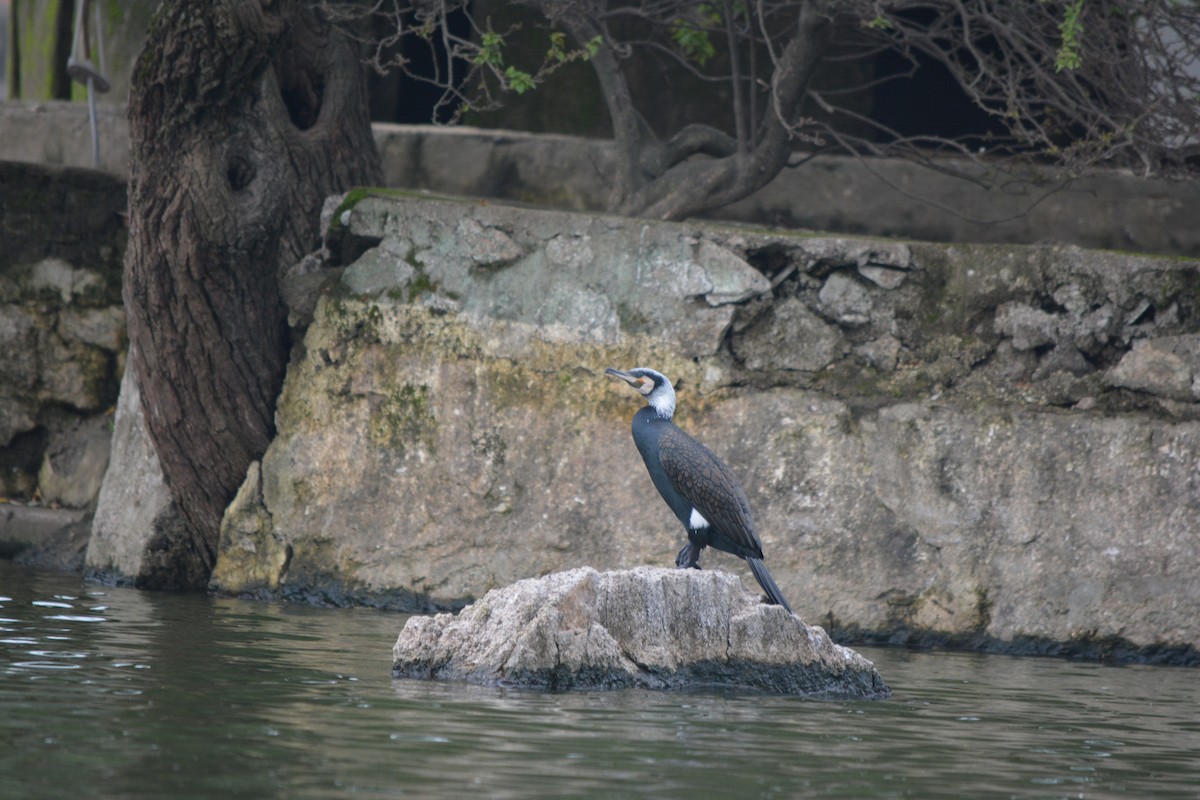 Great Cormorant - ML536450051