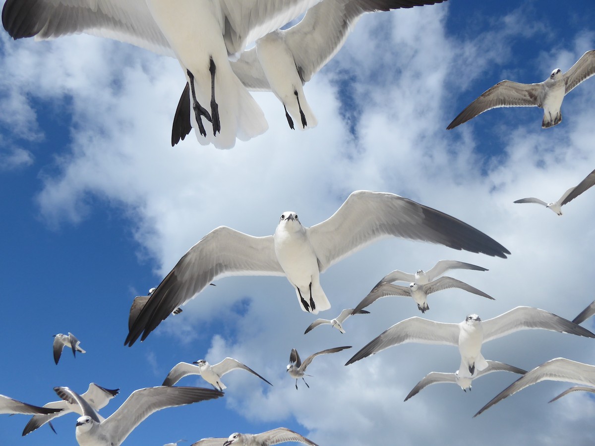 Laughing Gull - Eric Cormier