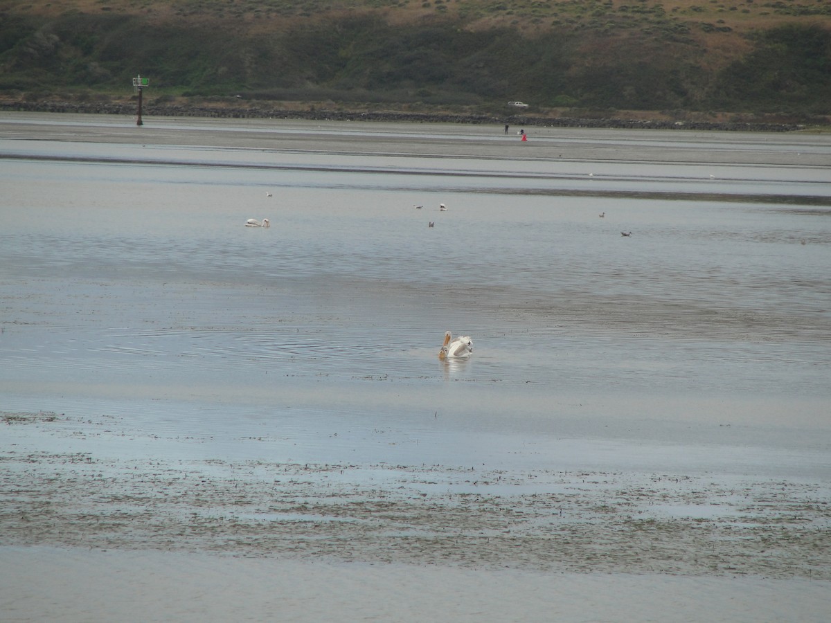 American White Pelican - ML536451261