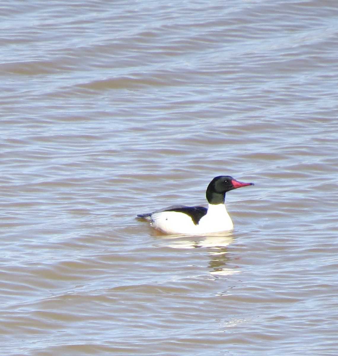 Common Merganser - ML536452041