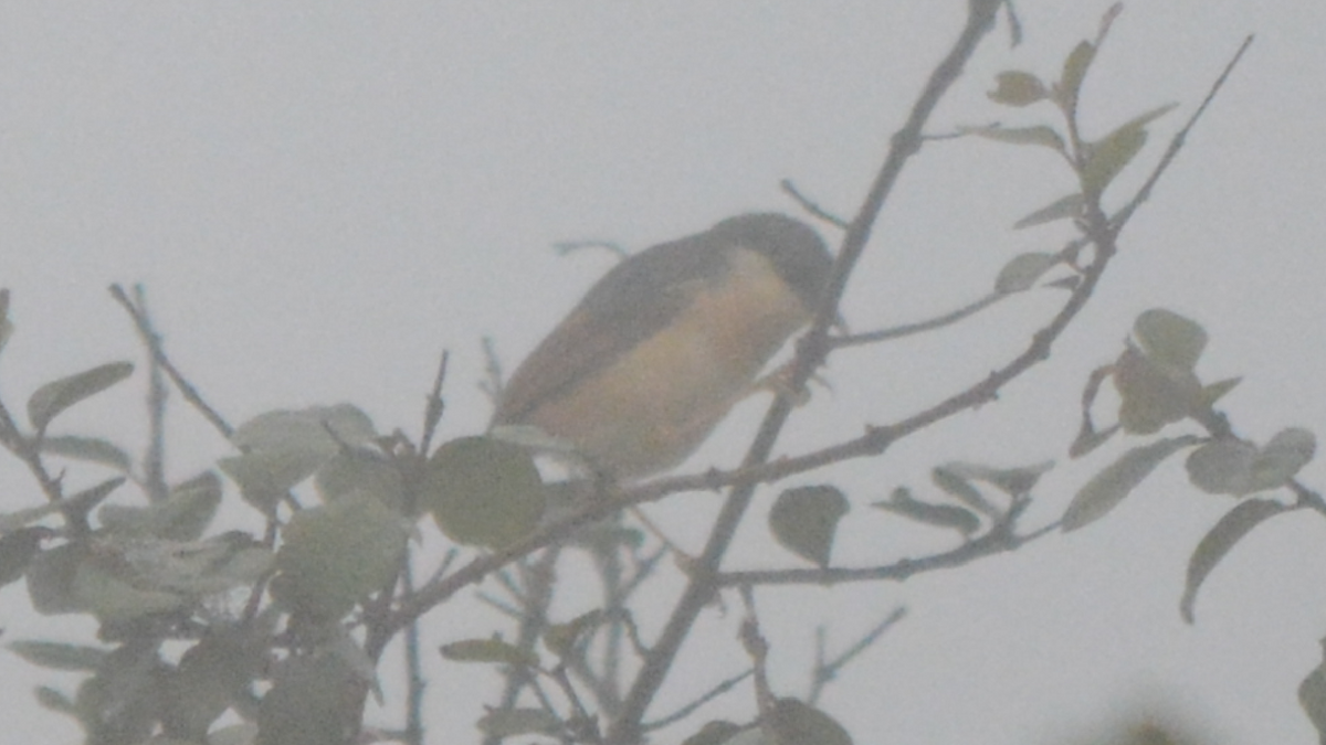 Prinia Cenicienta - ML536452181