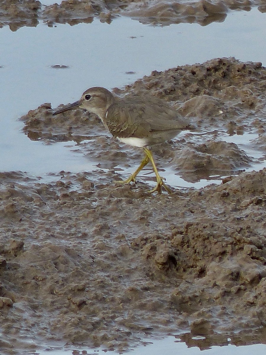 Spotted Sandpiper - ML536452301