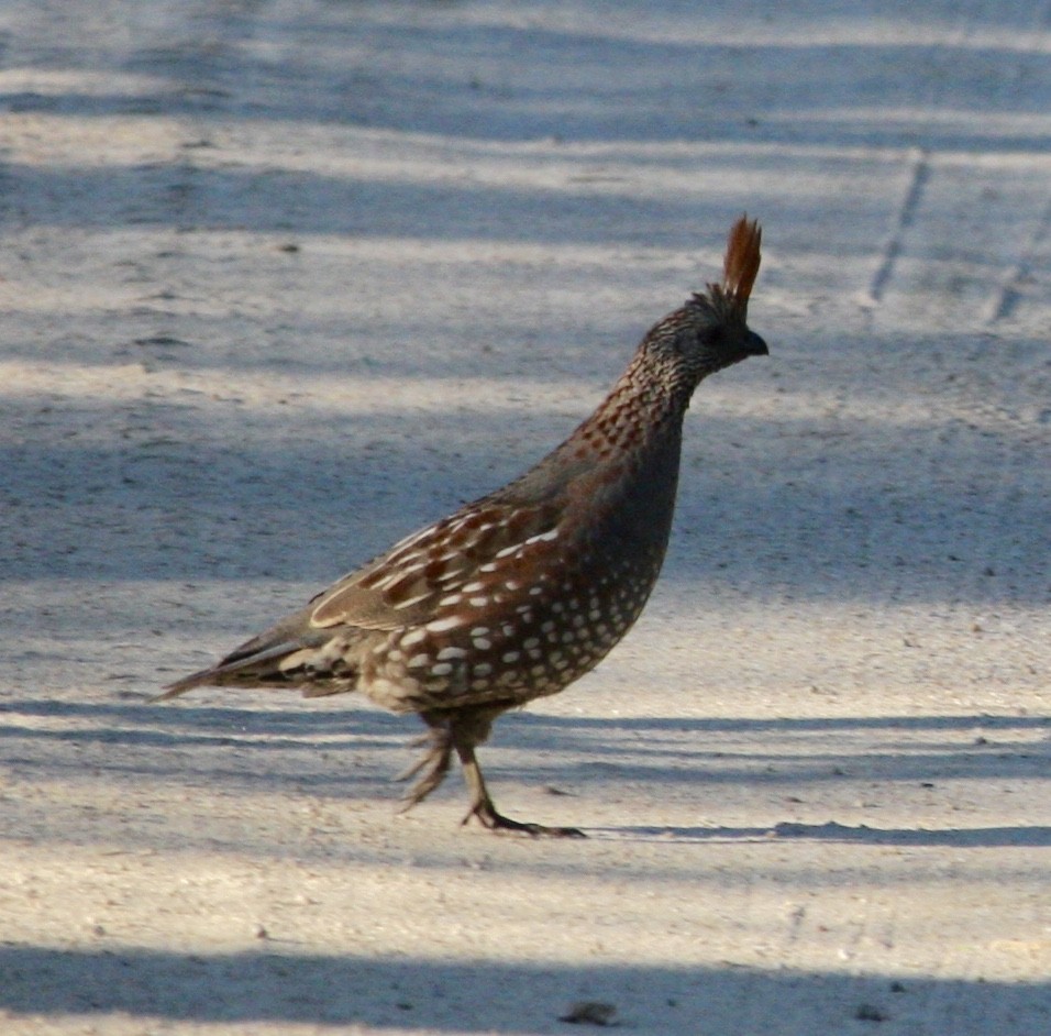 Elegant Quail - ML536453511