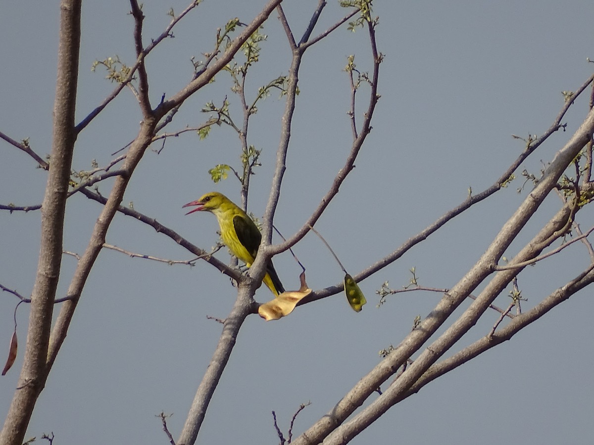 Indian Golden Oriole - ML536453561
