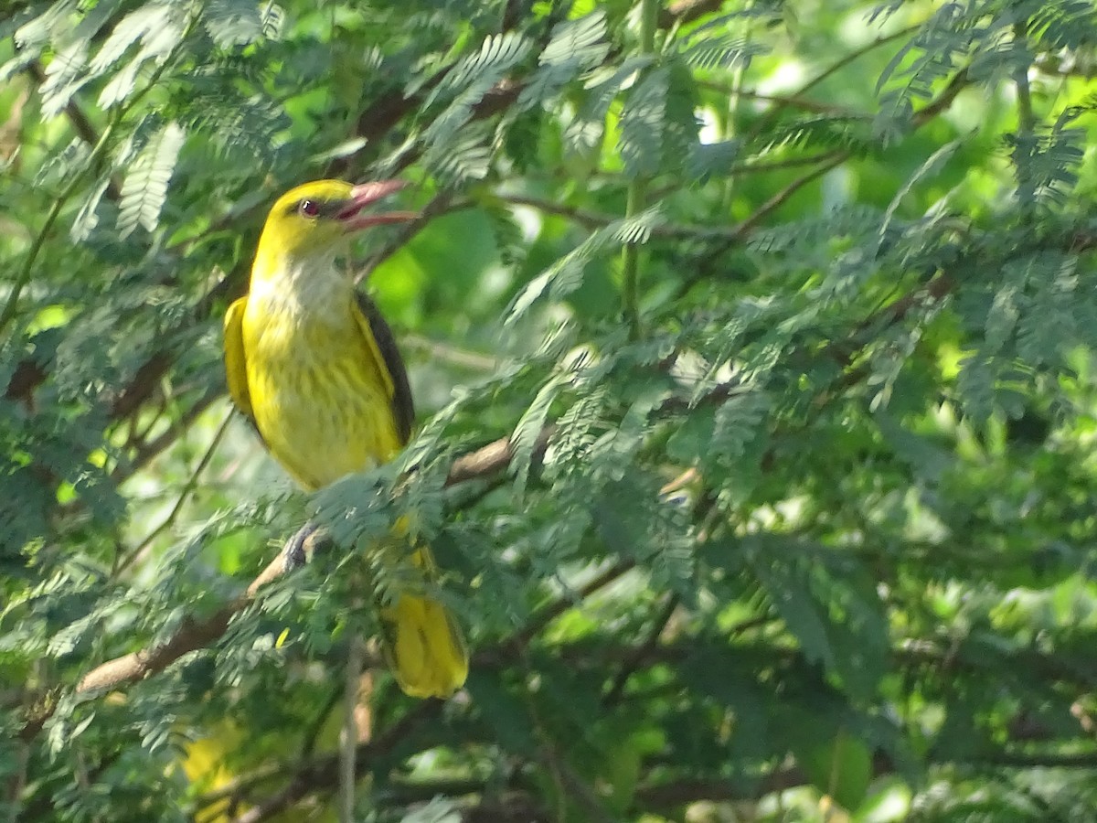 Indian Golden Oriole - ML536453571