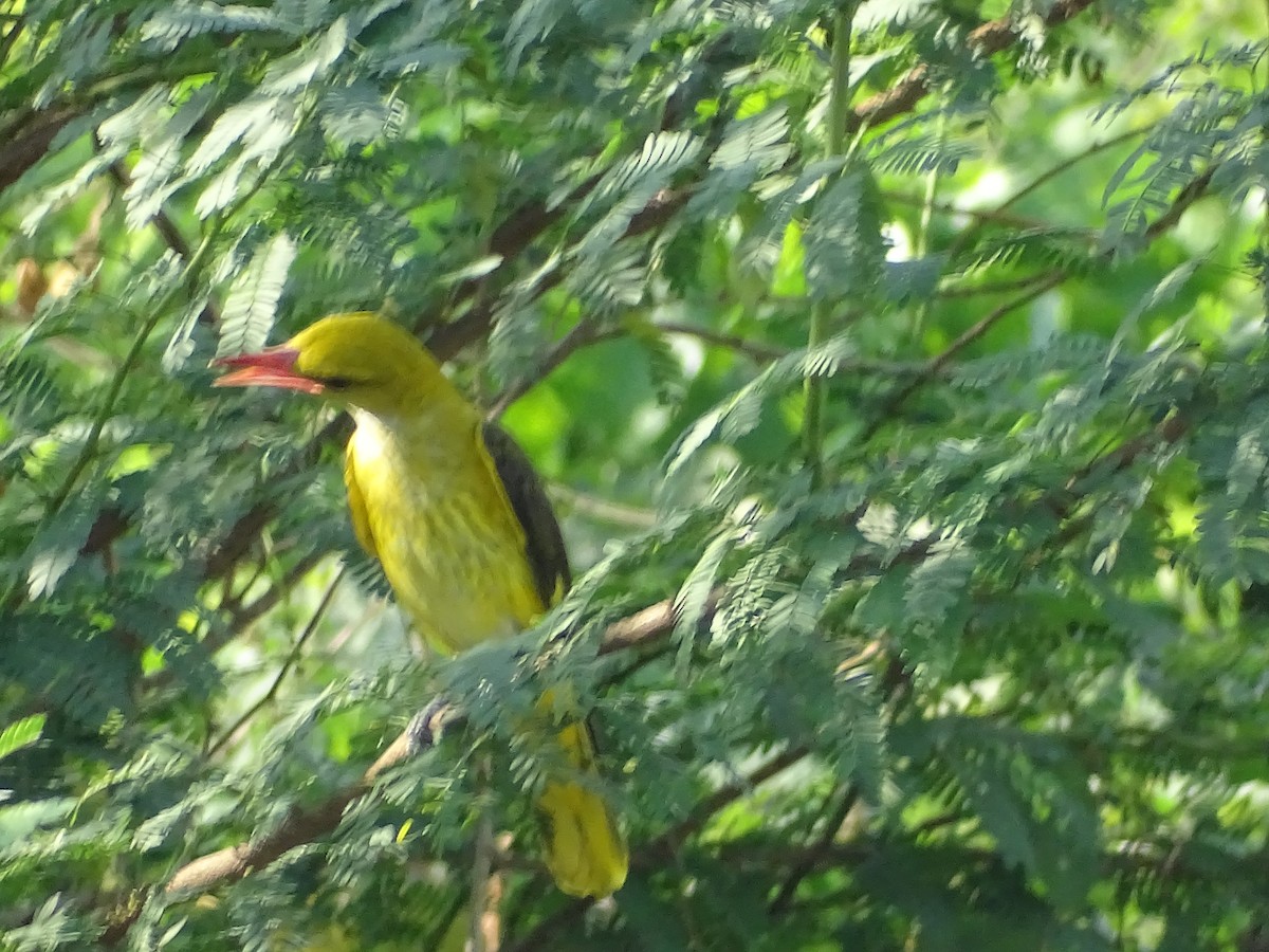 Indian Golden Oriole - ML536453581