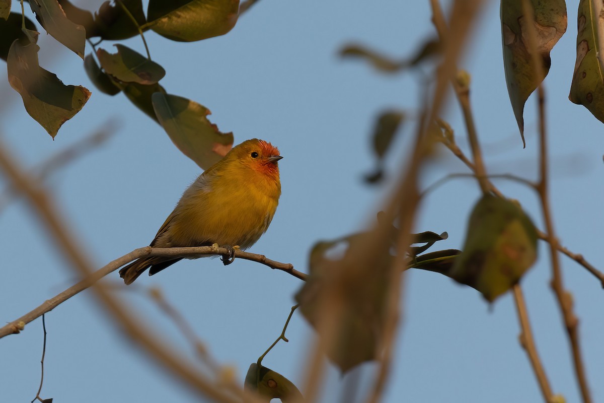 Fire-capped Tit - ML536453901