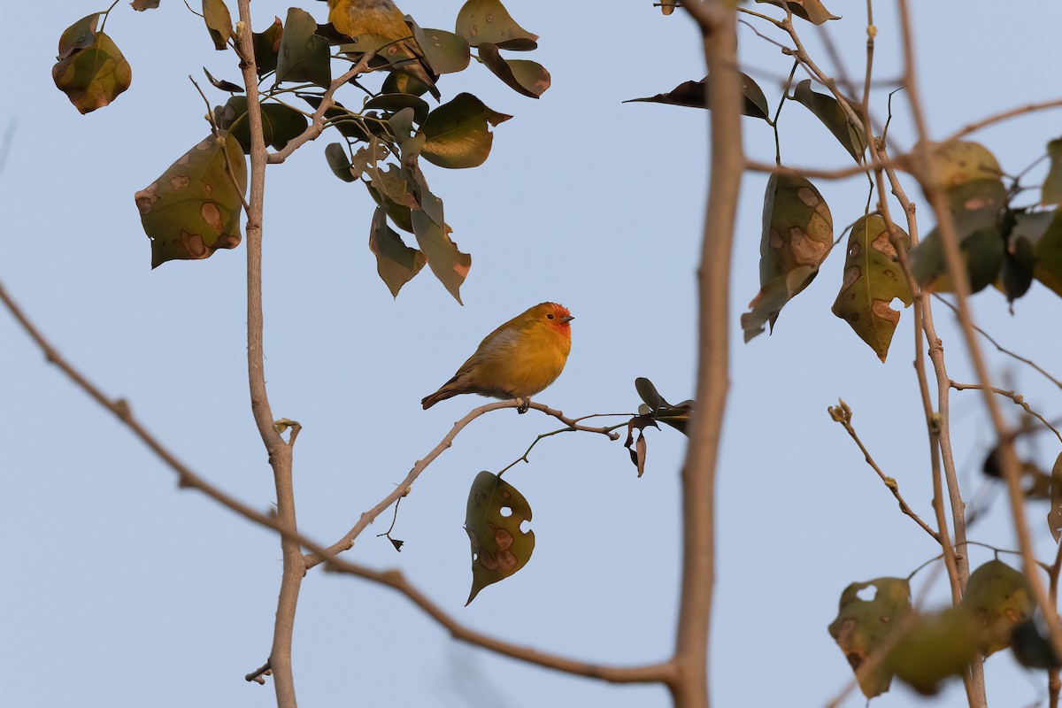 Fire-capped Tit - Virendra Goswami