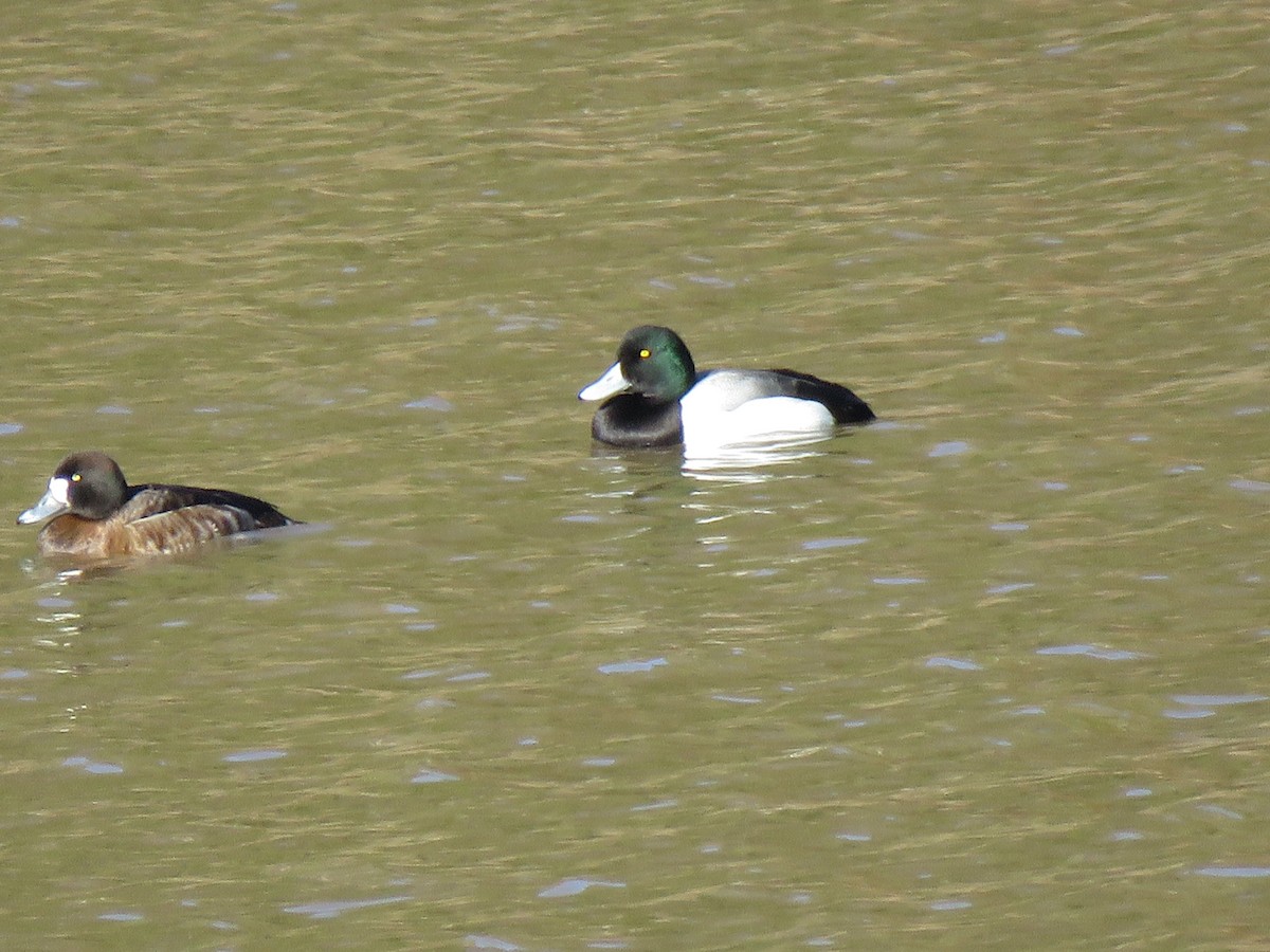 Greater Scaup - ML536454391
