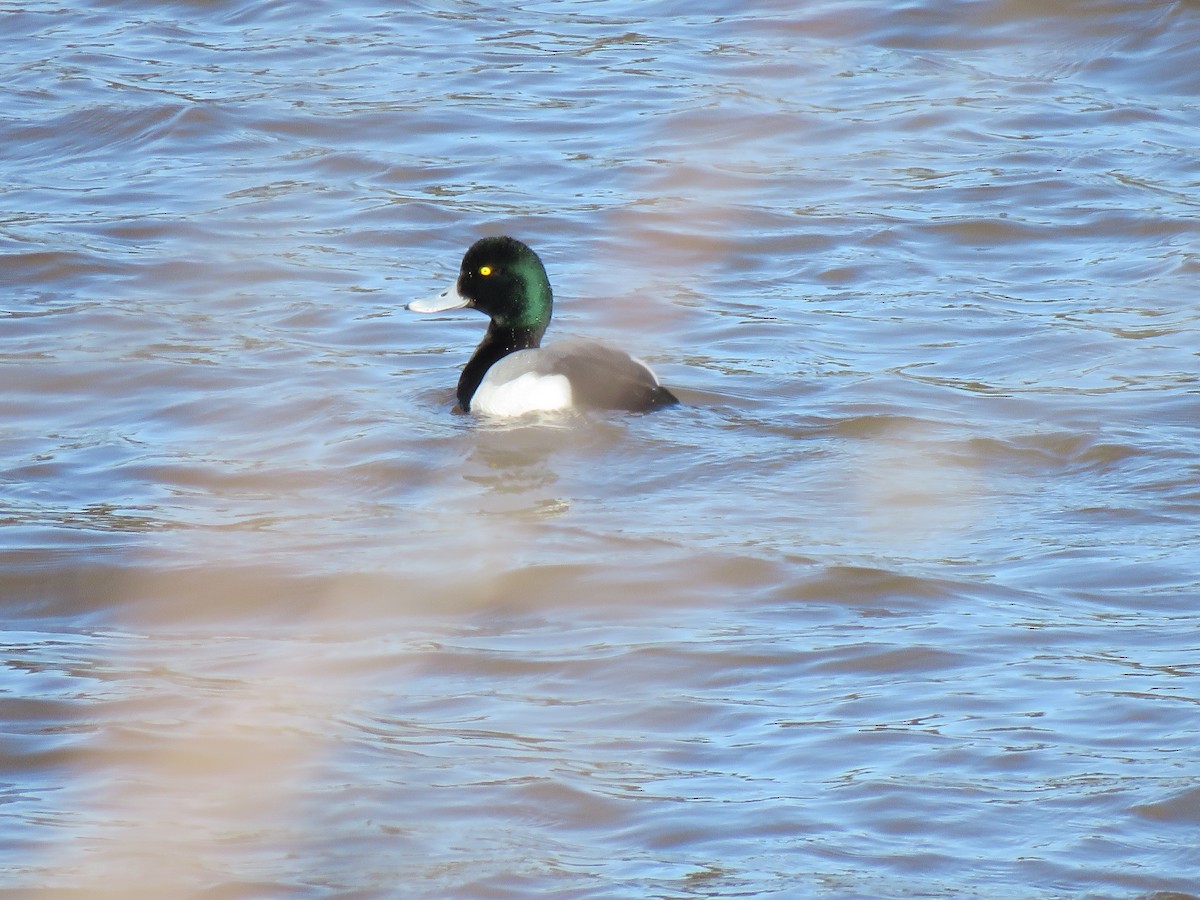 Greater Scaup - ML536454501
