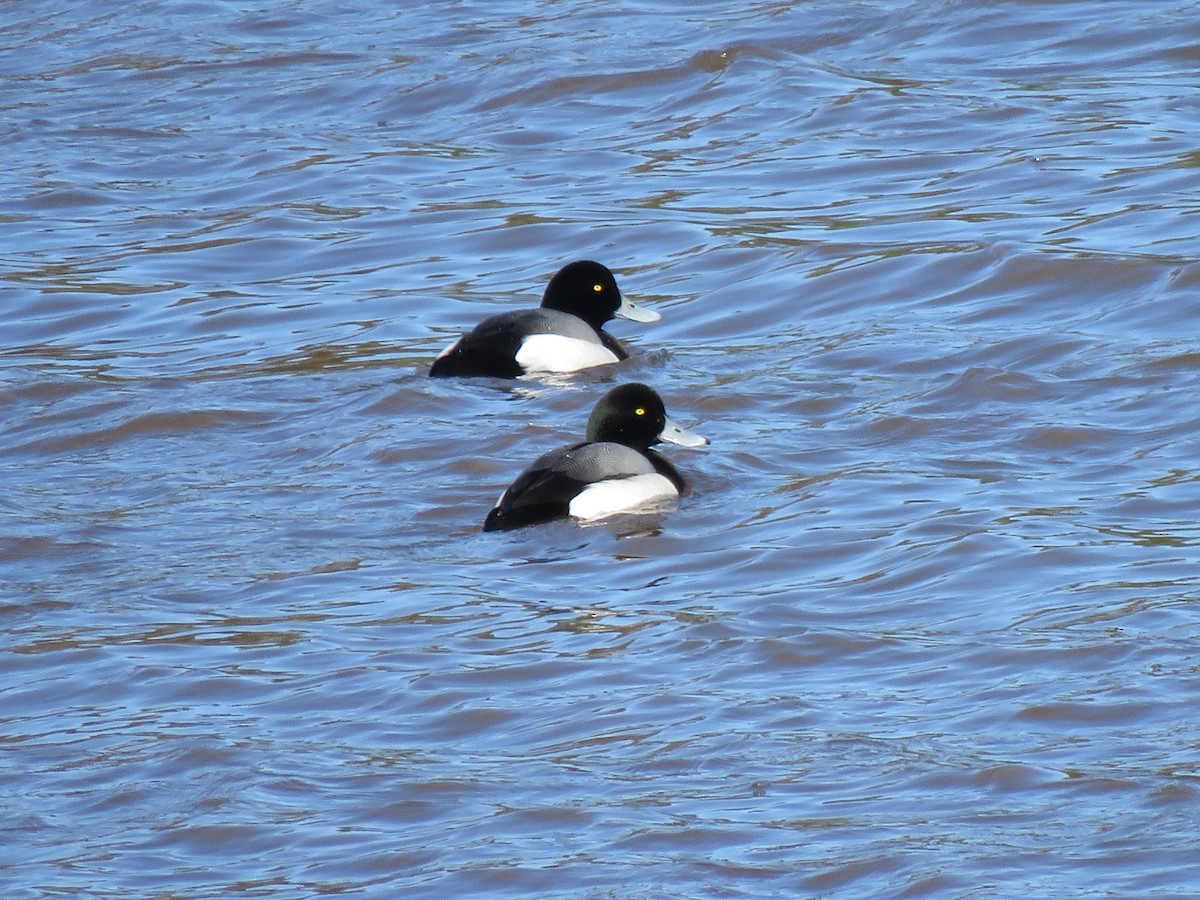 Greater Scaup - ML536454761