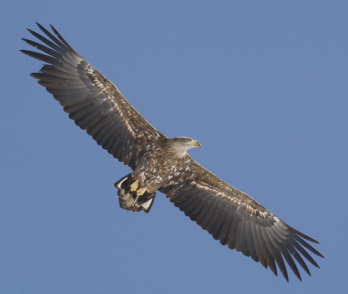 White-tailed Eagle - ML536455061