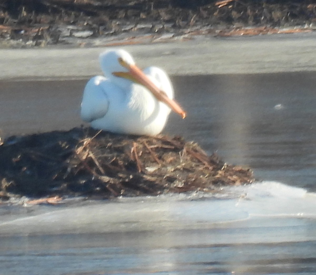 American White Pelican - ML536456481