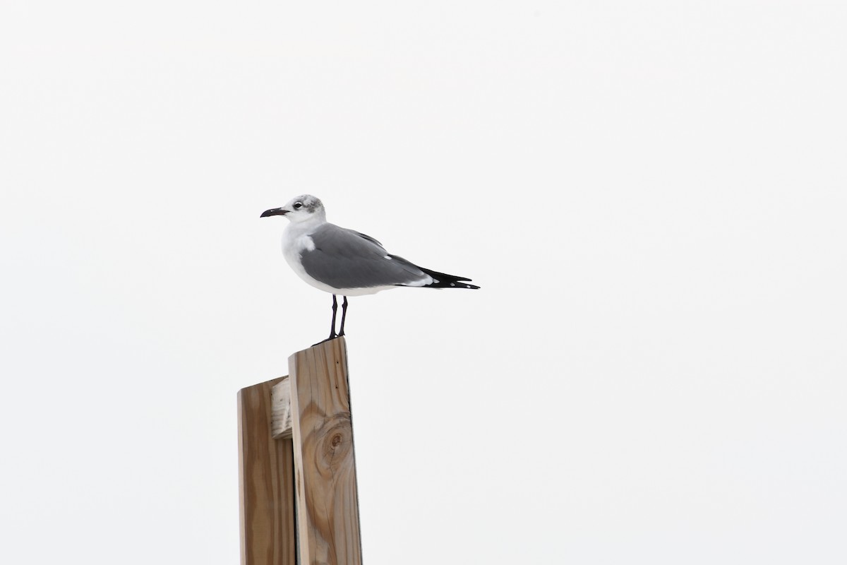 Laughing Gull - ML536456861