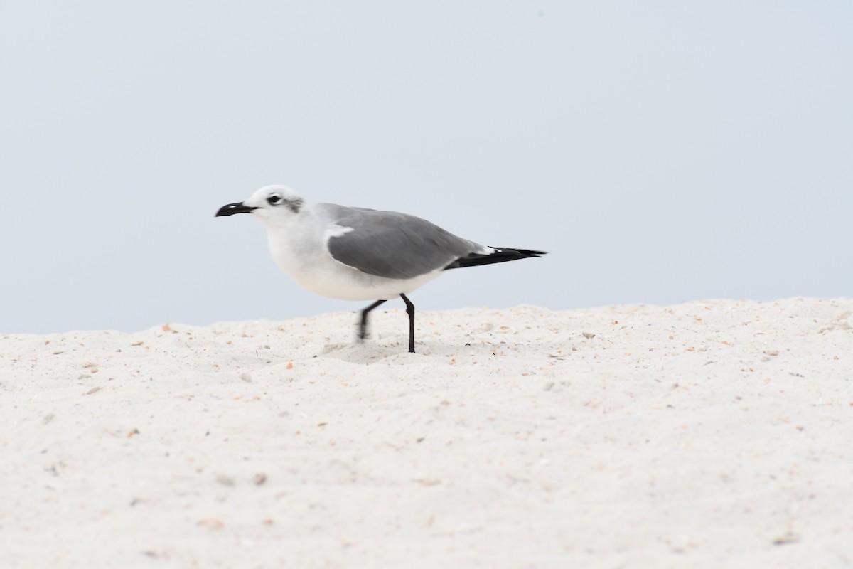 Laughing Gull - ML536456901