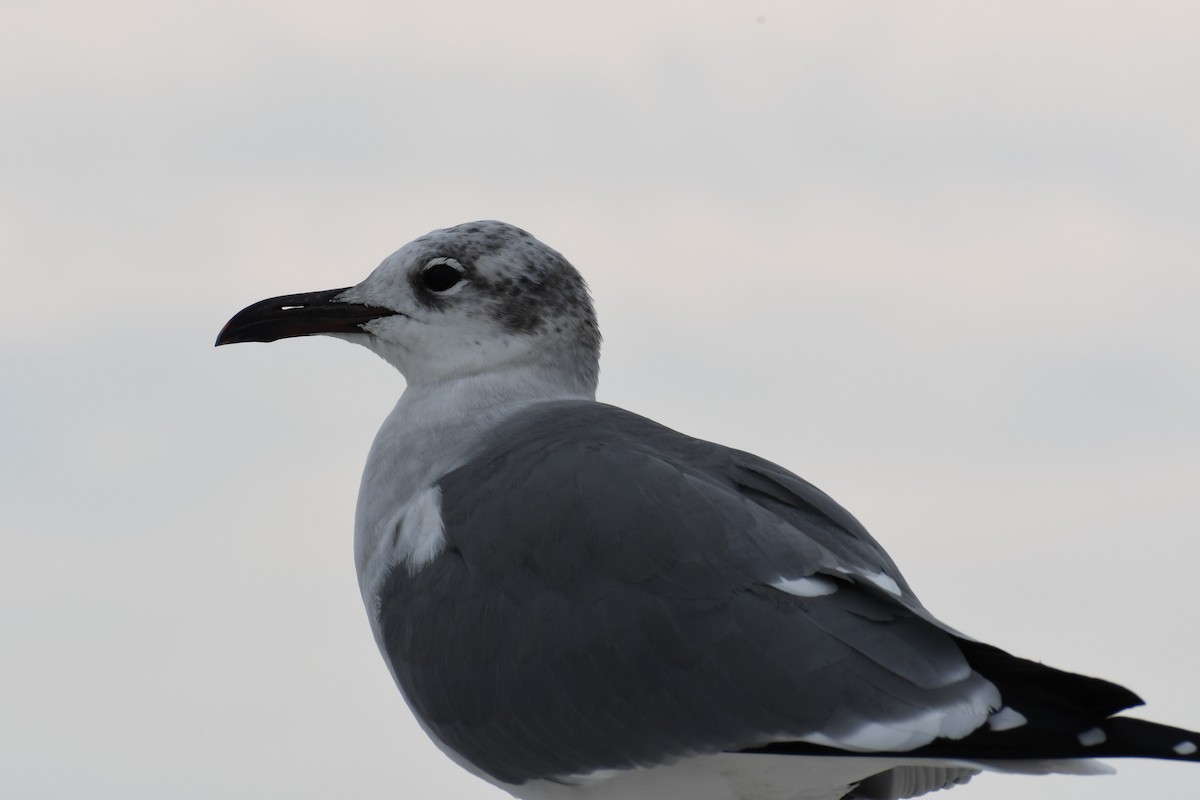 Laughing Gull - ML536456921