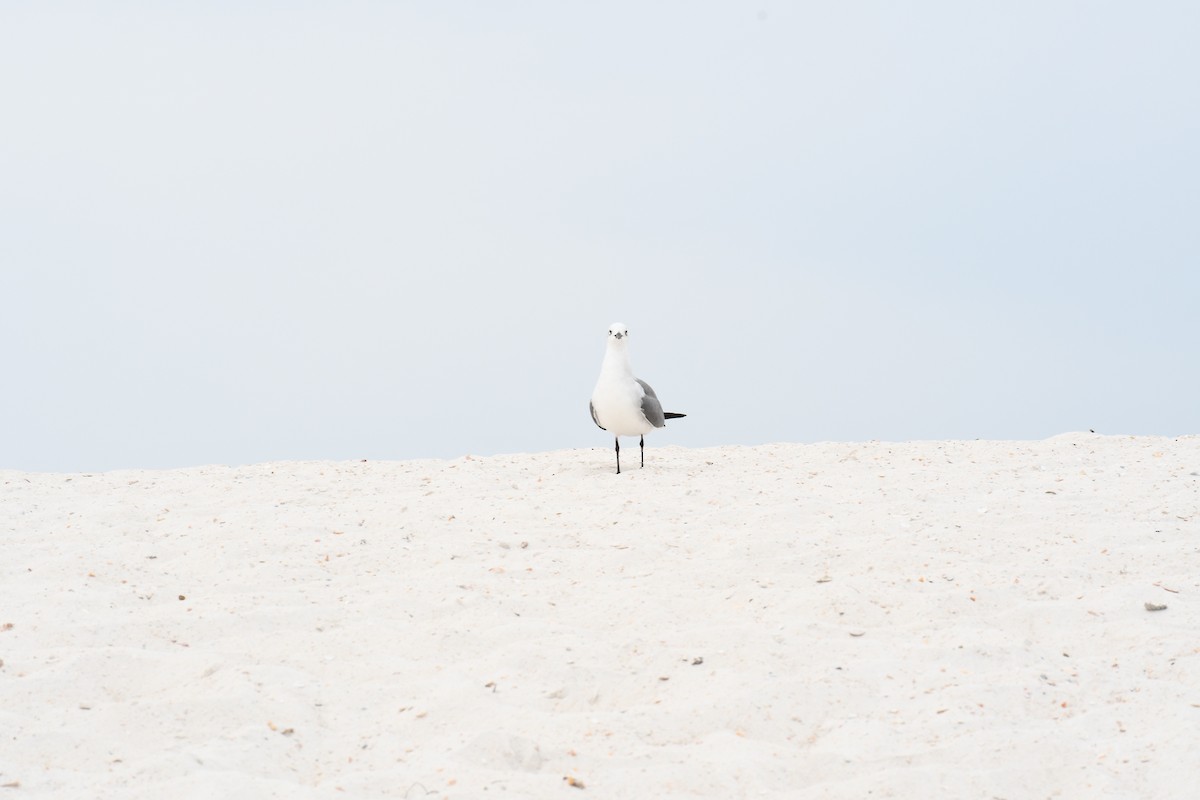 Laughing Gull - ML536456931