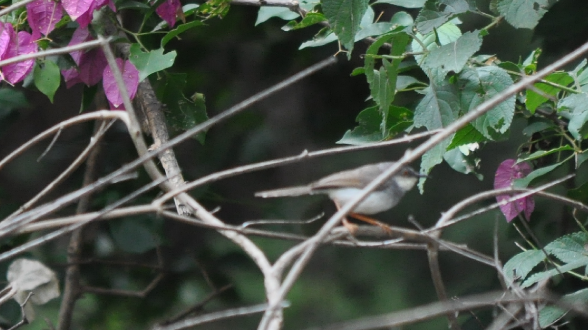 Prinia de Hodgson - ML536457141