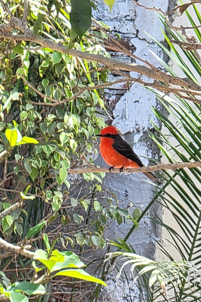 Vermilion Flycatcher - Gord Dubois