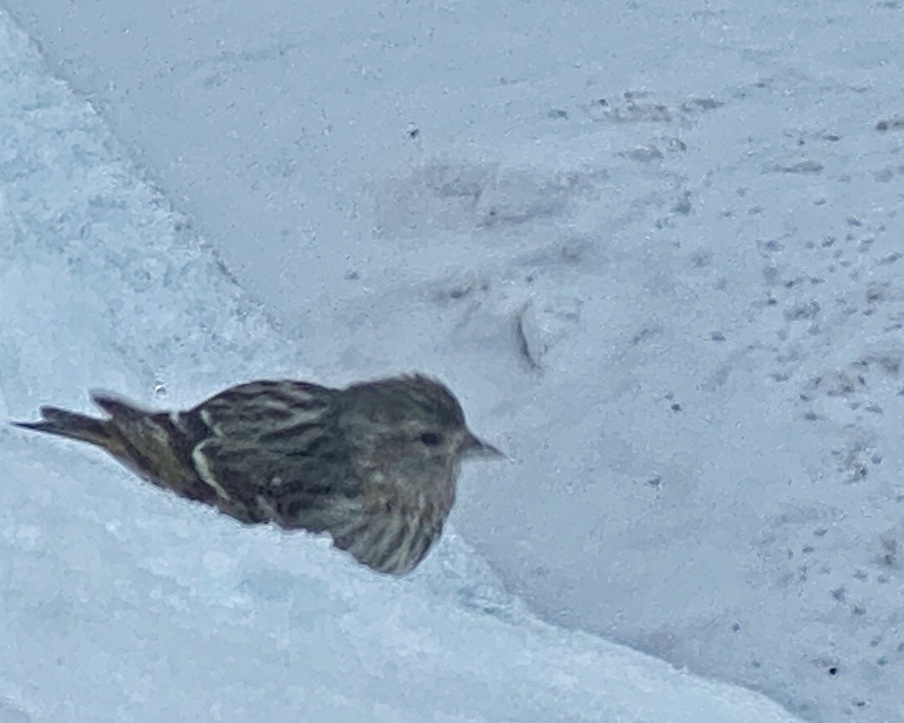 Pine Siskin - Betsy Bass