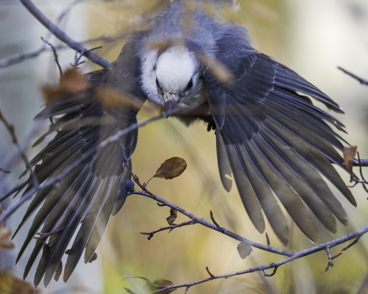 Canada Jay - ML536458701