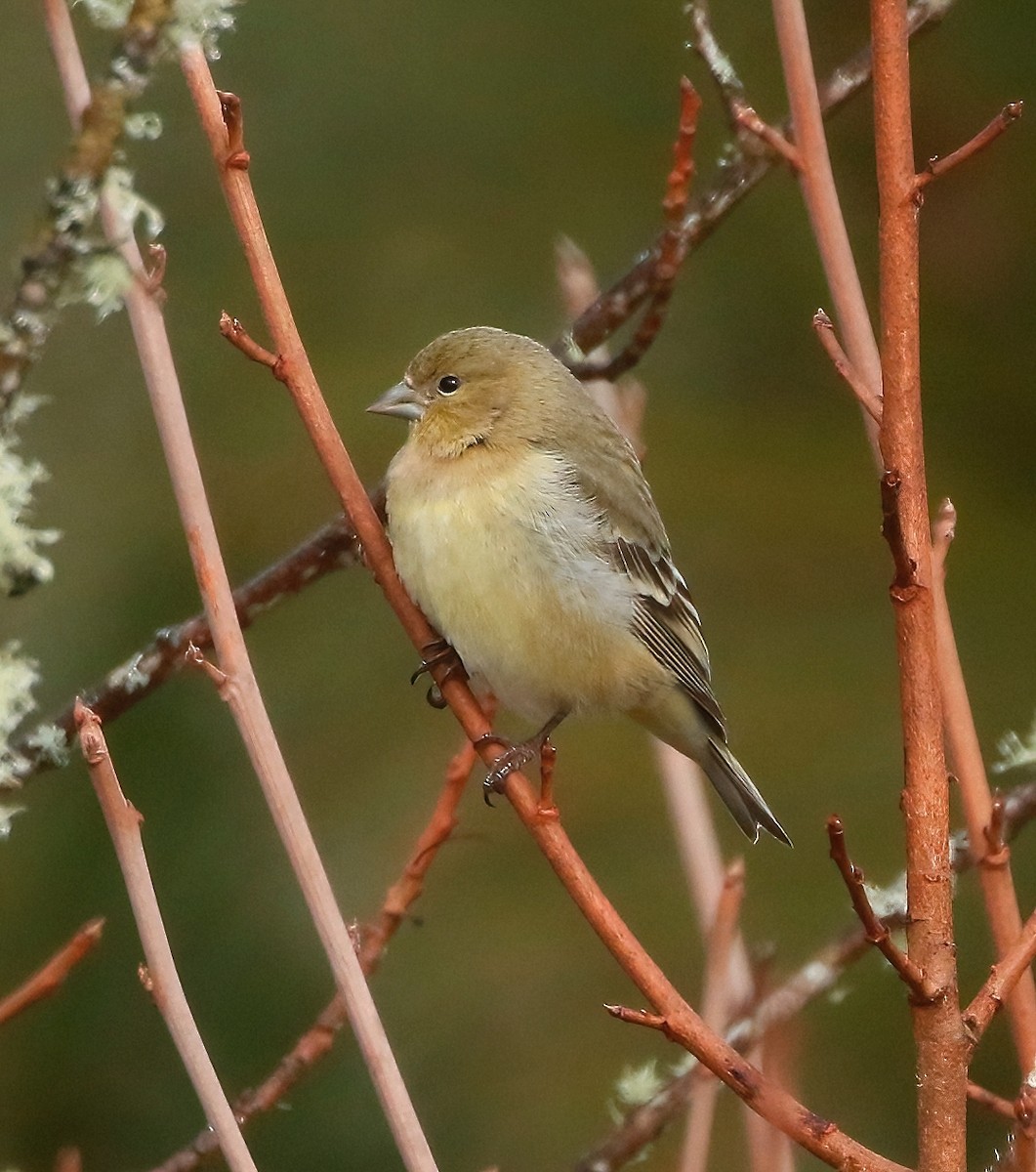 Lesser Goldfinch - ML536459811