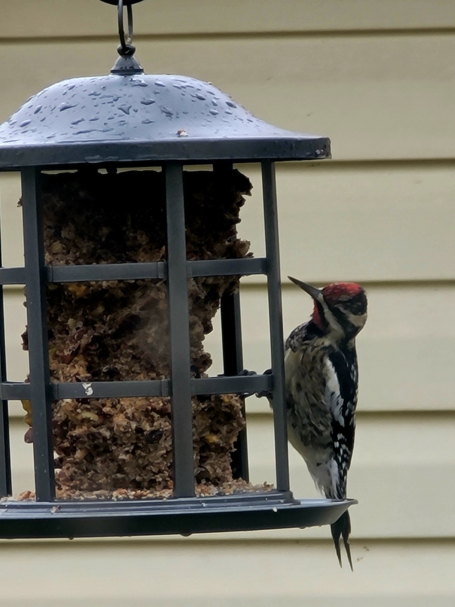 Yellow-bellied Sapsucker - ML536459961