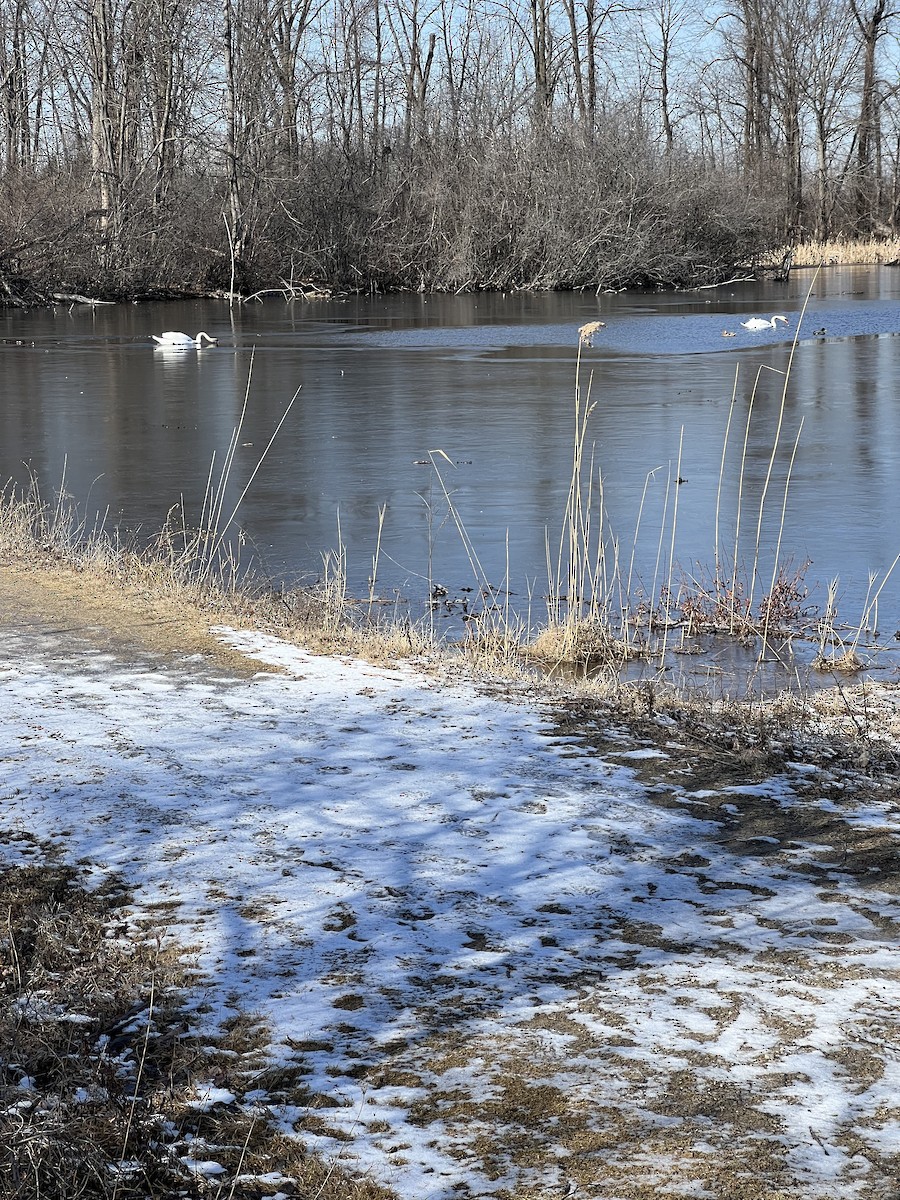 Mute Swan - Jane Olson