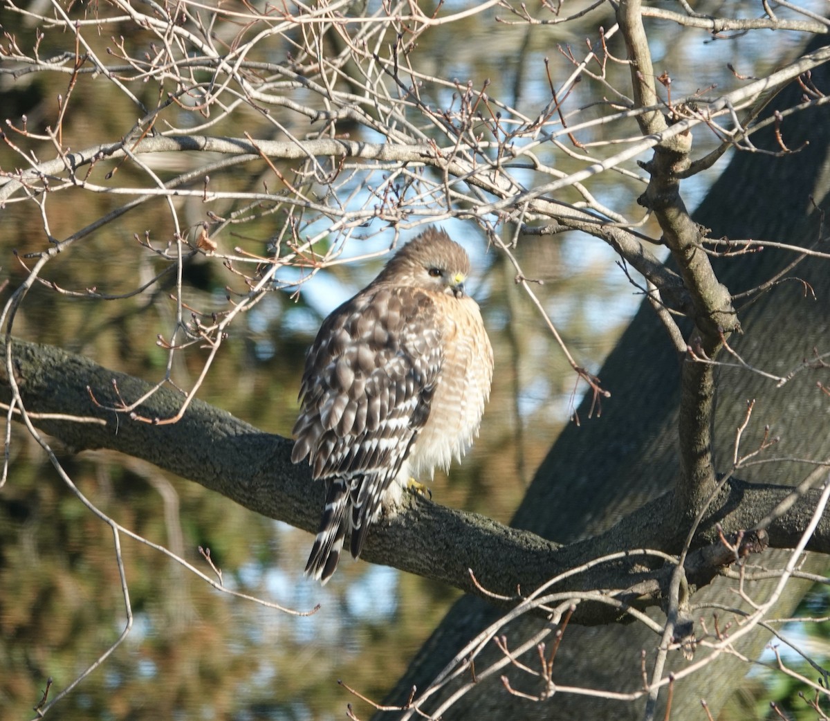 Red-shouldered Hawk - ML536460321