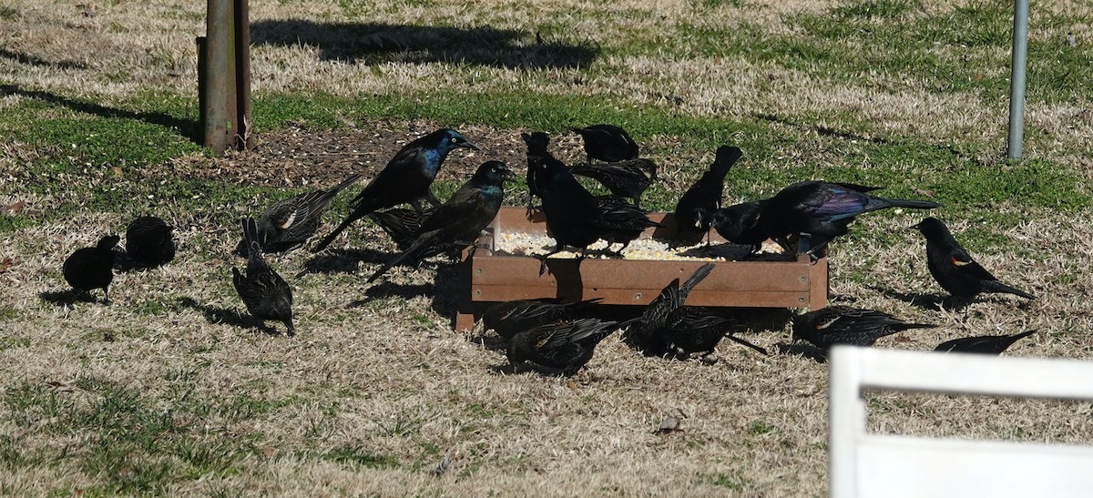 Red-winged Blackbird - ML536460691